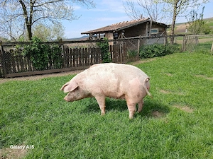 porc de vanzare - imagine 3