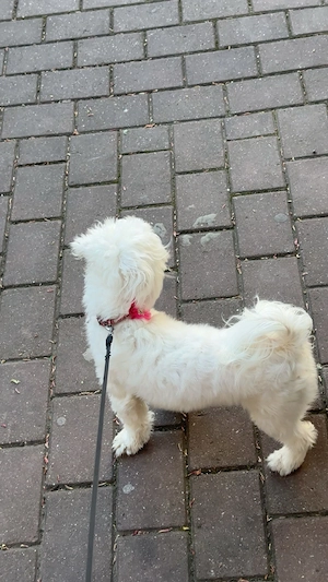 vând bichon rasă pură  - imagine 4
