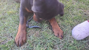 Catelusa 8 luni rasa rottwailer  - imagine 3