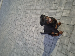 Catelusa 8 luni rasa rottwailer  - imagine 4