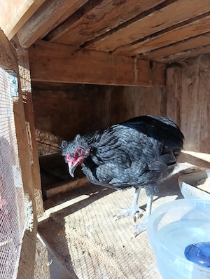 cocoș Araucana  - imagine 2