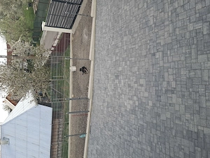 Catelusa 8 luni rasa rottwailer  - imagine 2