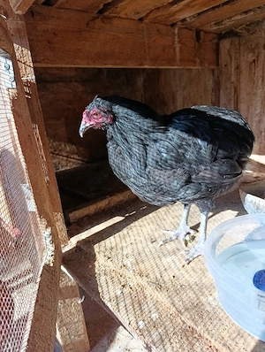 cocoș Araucana  - imagine 3