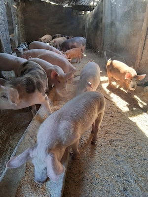 Vând purcei  - imagine 3