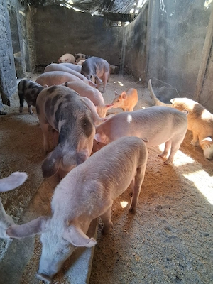 Vând purcei  - imagine 2