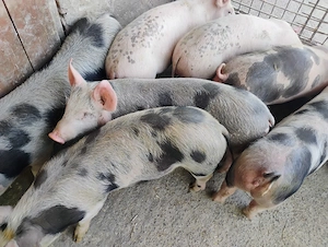 Vand Purcei Marel Alb si Pietrian cu Landrace si Pietrian si Porcii