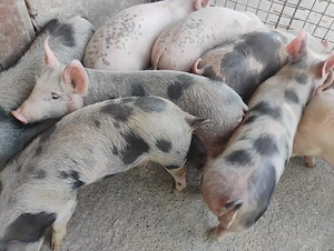 Vand Purcei Marel Alb  si Pietrian cu Landrace si Duroc - imagine 2