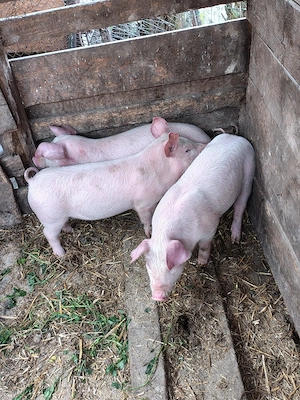 Vand purcei 8 saptamani 