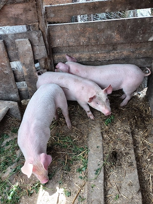 Vand purcei 8 saptamani  - imagine 3