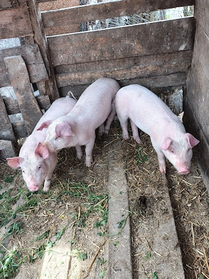 Vand purcei 8 saptamani  - imagine 2