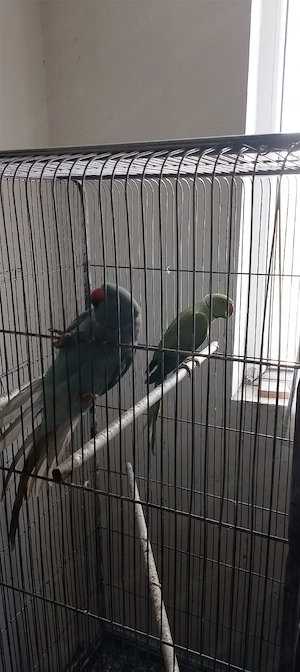 Vând Micul Alex. - imagine 2