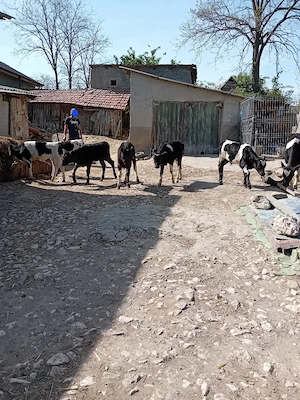 Taurasi si vitele de vanzare