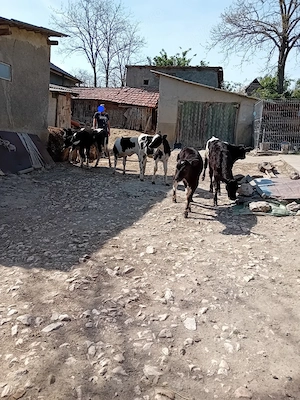 Taurasi si vitele de vanzare - imagine 3