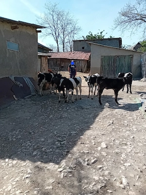 Taurasi si vitele de vanzare - imagine 2