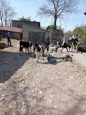 Taurasi si vitele de vanzare - imagine 4