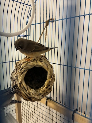 De Vanzare Cinteze australiene zebrate (Diamante mandarino) - Tg. Mures - imagine 2