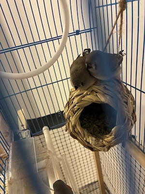 De Vanzare Cinteze australiene zebrate (Diamante mandarino) - Tg. Mures