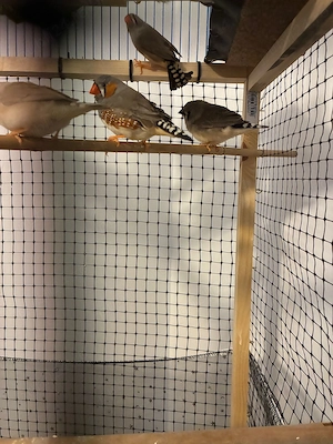 De Vanzare Cinteze australiene zebrate (Diamante mandarino) - Tg. Mures - imagine 3