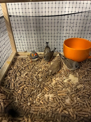 De Vanzare Cinteze australiene zebrate (Diamante mandarino) - Tg. Mures - imagine 4