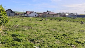 Teren intravilan de vânzare   Albesti, Constanța | 885 mp | Ideal casă sau investiție - imagine 4