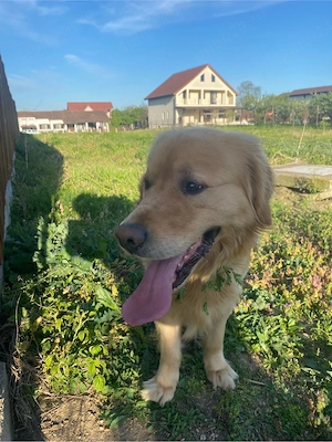 Golden Retriver