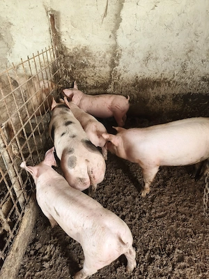 porci 35-40 kg! - imagine 2