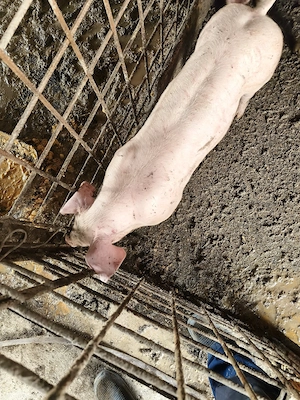 porci 35-40 kg! - imagine 3