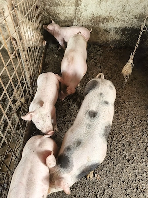 porci 35-40 kg! - imagine 4