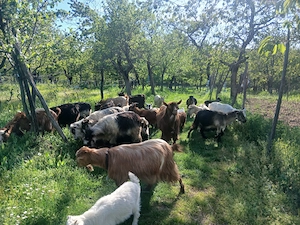 Capre De vanzare cu iezi sau schimb cu vitei mici.sau cu vaca .. - imagine 2