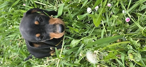 Teckel standard cu pete de foc - mascul - imagine 3