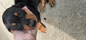 Teckel standard cu pete de foc - mascul - imagine 2