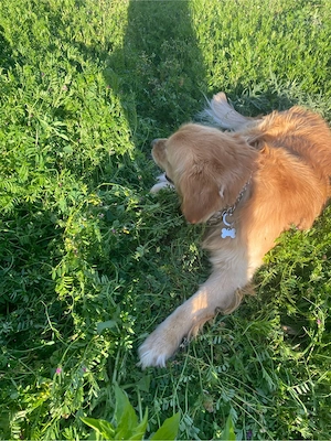 Golden Retriver - imagine 5