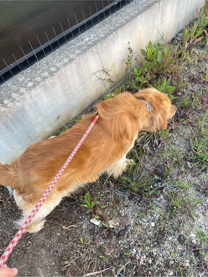 Golden Retriver - imagine 3