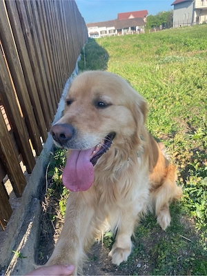 Golden Retriver - imagine 2