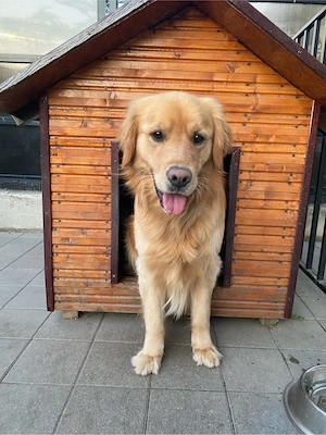 Golden Retriver - imagine 4