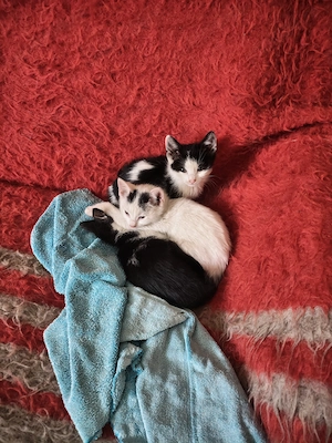 Se donează 3 pisicute  - imagine 2