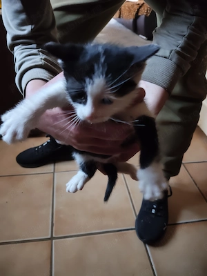 Se donează 3 pisicute  - imagine 4