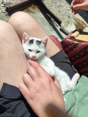 Se donează 3 pisicute  - imagine 3