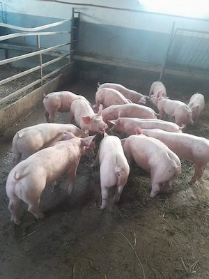 De vânzare purcei si porci mari  - imagine 2