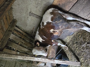 Vând vițel  - imagine 2