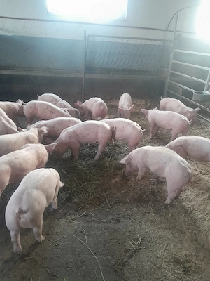 De vânzare purcei si porci mari  - imagine 3