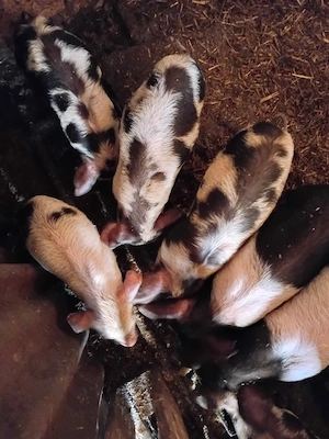 Purcei de vanzare - imagine 2