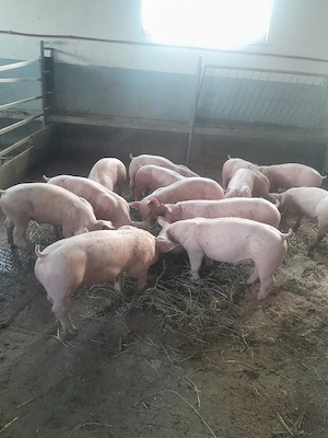 purcei si porci mari 