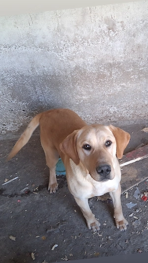 Donez catei spre adoptie - imagine 2