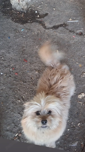 Donez catei spre adoptie