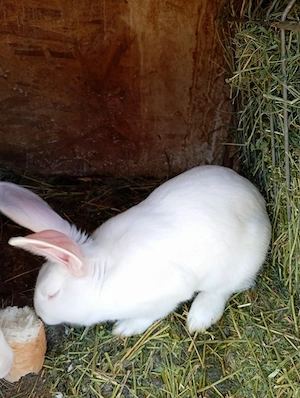 Vând iepuri albi de Panonia și metiși fluture  - imagine 2