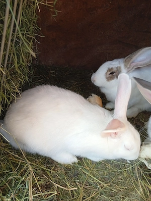 Vând iepuri albi de Panonia și metiși fluture  - imagine 4