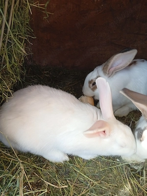 Vând iepuri albi de Panonia și metiși fluture  - imagine 5