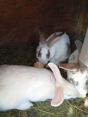 Vând iepuri albi de Panonia și metiși fluture  - imagine 3