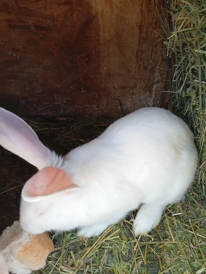 Vând iepuri albi de Panonia și metiși fluture 